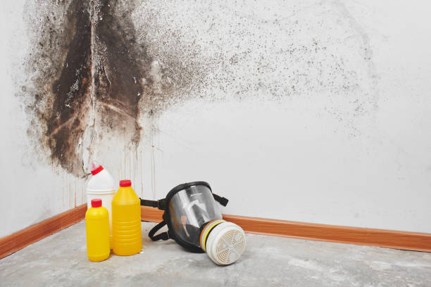 Best Mold Testing  in Bude, MS