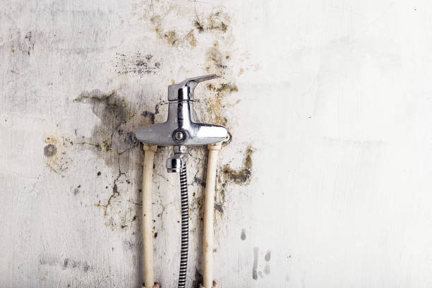 Best Affordable Mold Removal  in Bude, MS