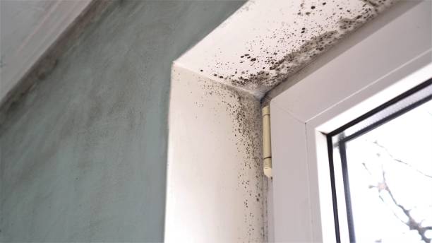 Best Mold Removal Near Me  in Bude, MS