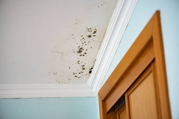 Best Office Mold Removal Services  in Bude, MS