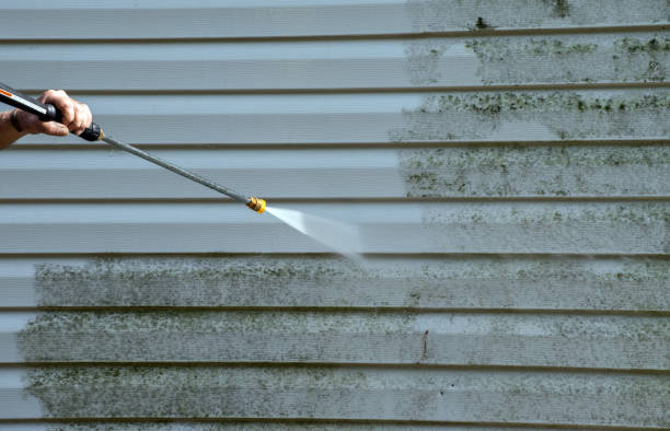 Best Professional Mold Removal  in Bude, MS