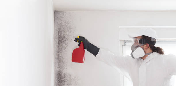 Best Best Mold Removal Companies  in Bude, MS
