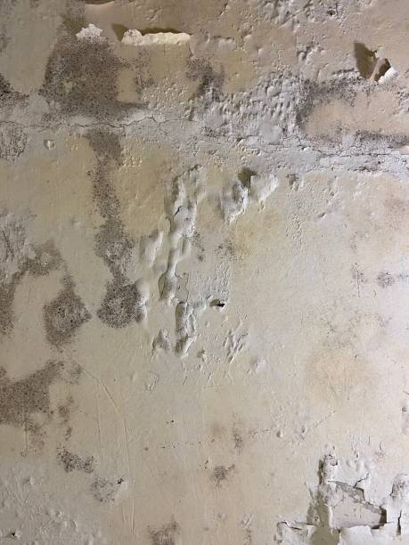 Reliable Bude, MS Mold Removal Solutions