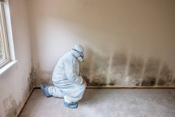 Best Emergency Mold Removal  in Bude, MS