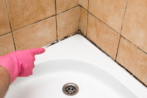 Best Fast Mold Removal  in Bude, MS